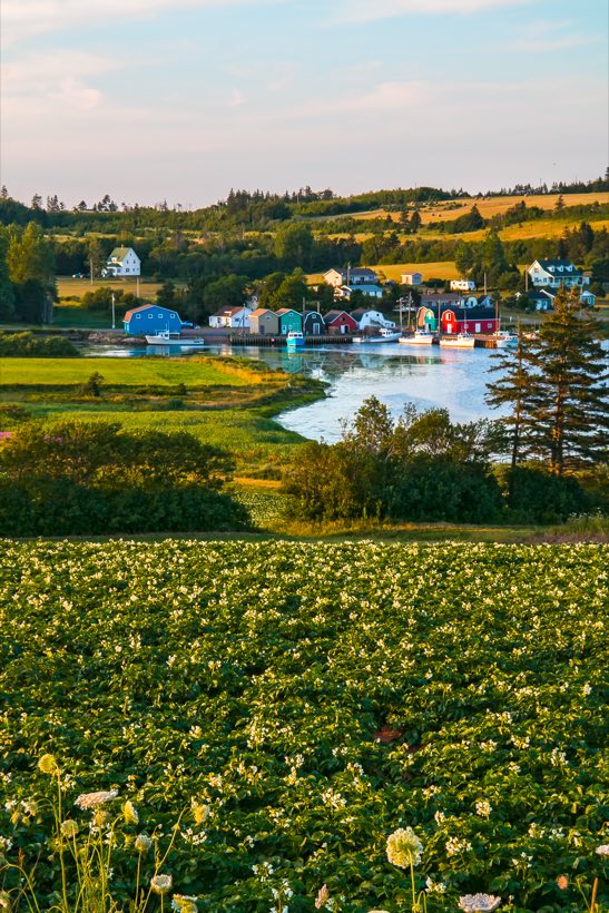 A working harbour with fishing boats and coloured boat sheds, potato fields in flower in the foreground
