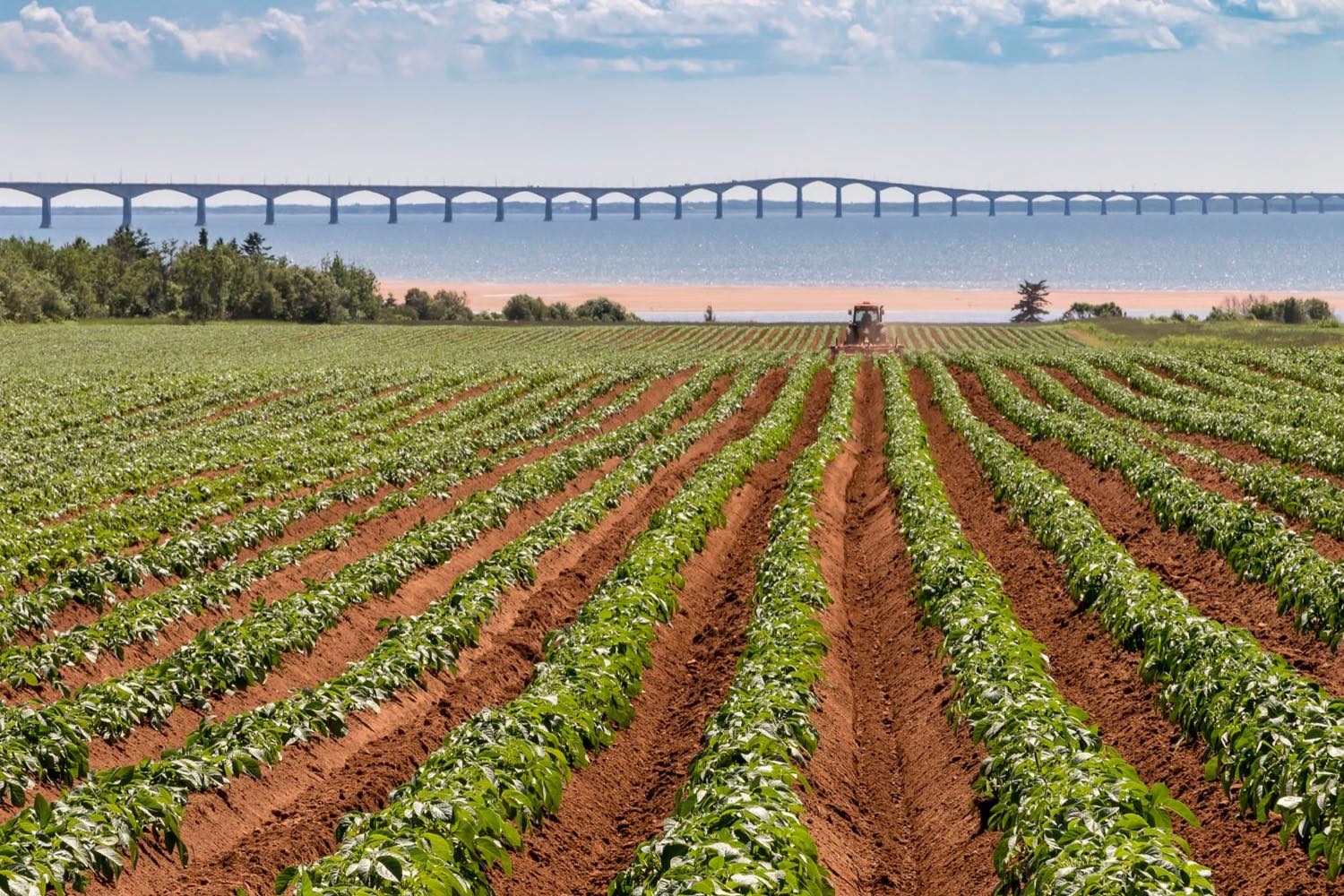 Potato rows in red soil running down to the water, with the Confederation Bridge on the horizon and a tractor working the headland