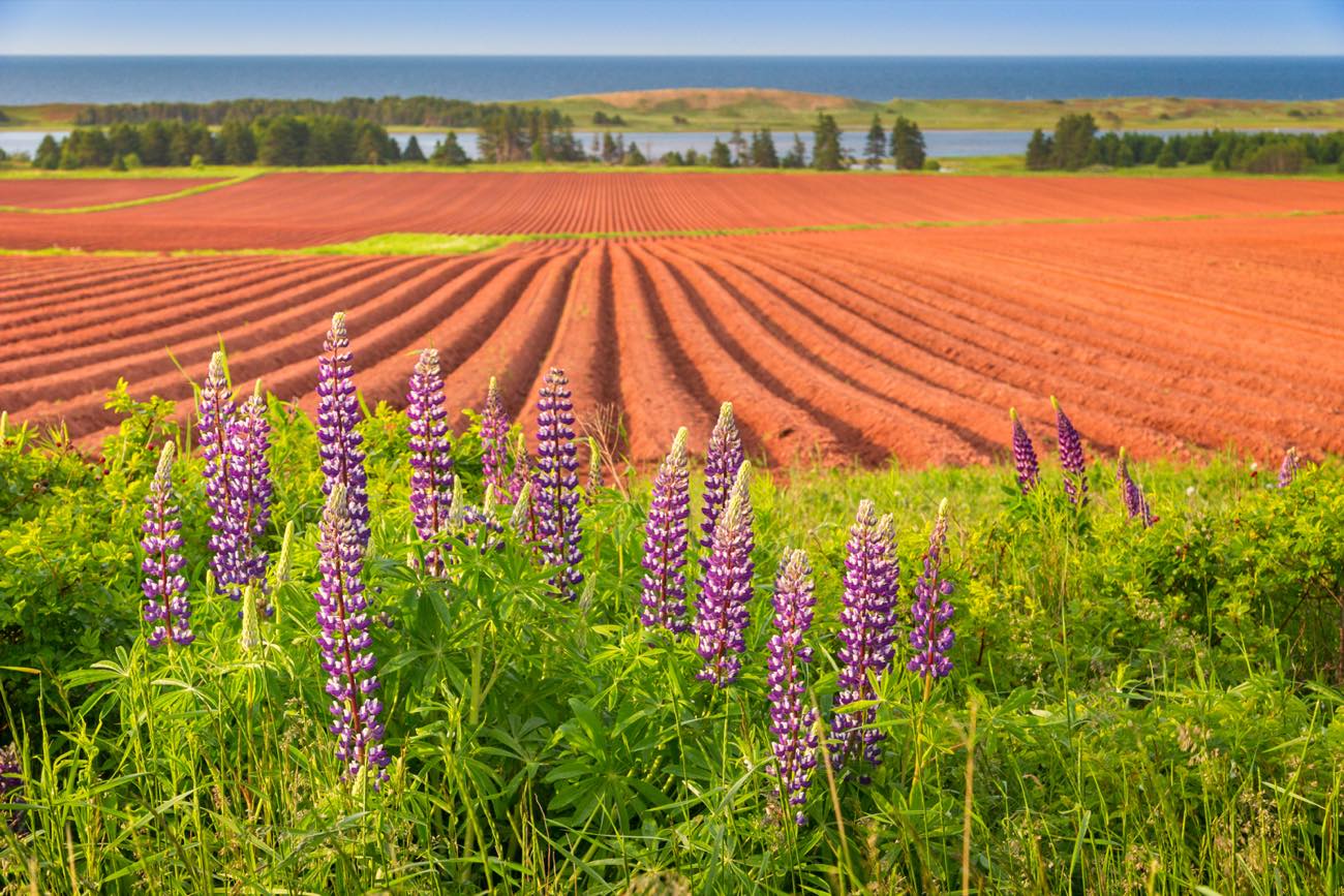 Red soil potato rows running to the sea, with wild lupins along the headland