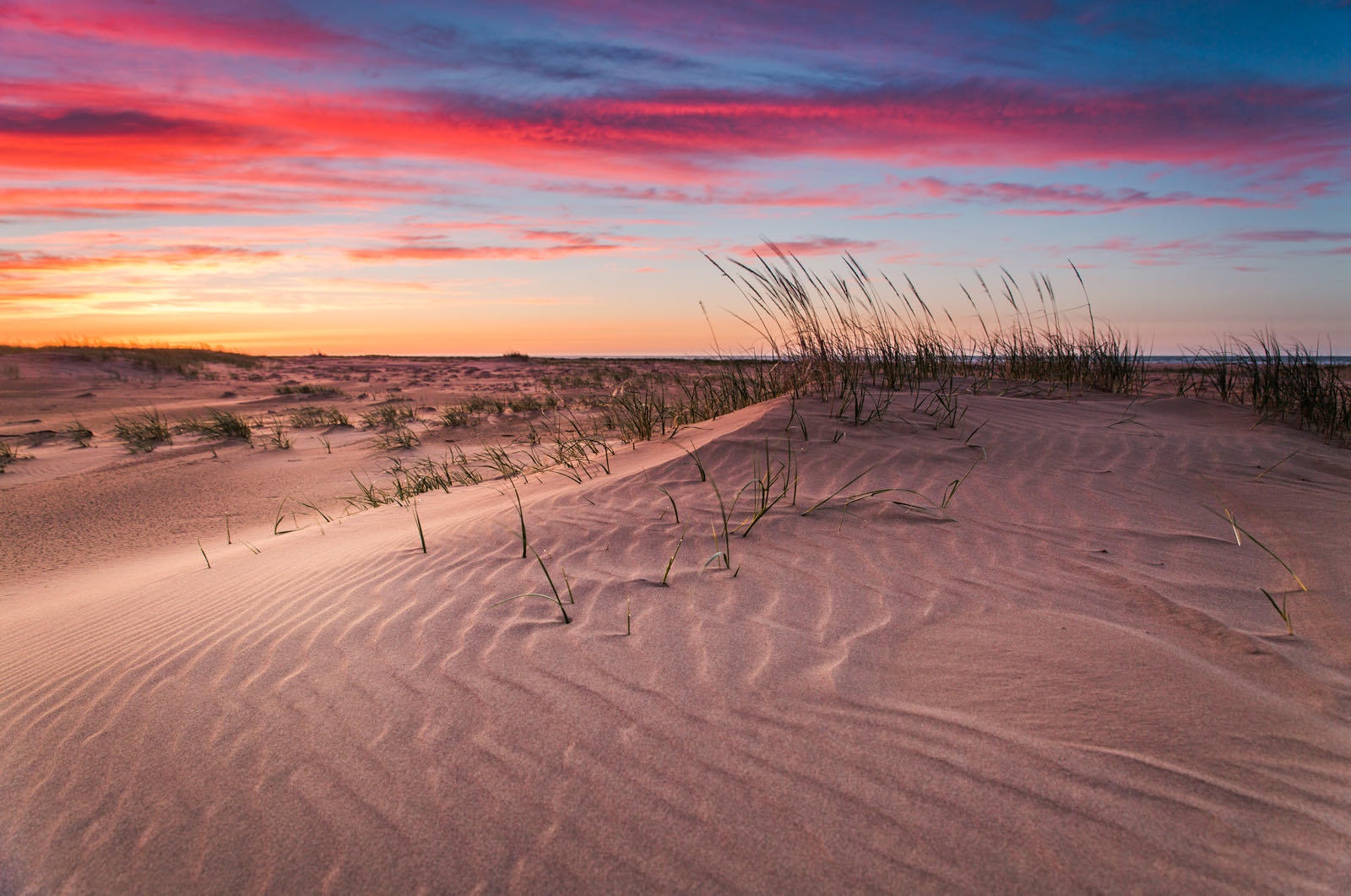 Marram grass on the dunes of the Prince Edward Island north shore, the sky burning pink and orange after sunset